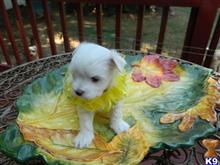 maltese puppy posted by Elegant Babies